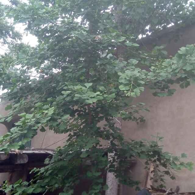 万事如意_2475630