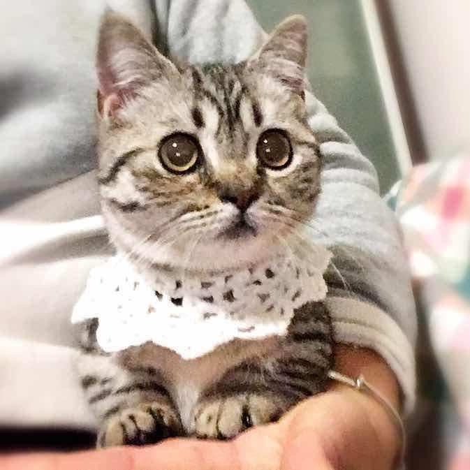 短腿小萌主