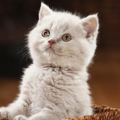 无言的29974结局