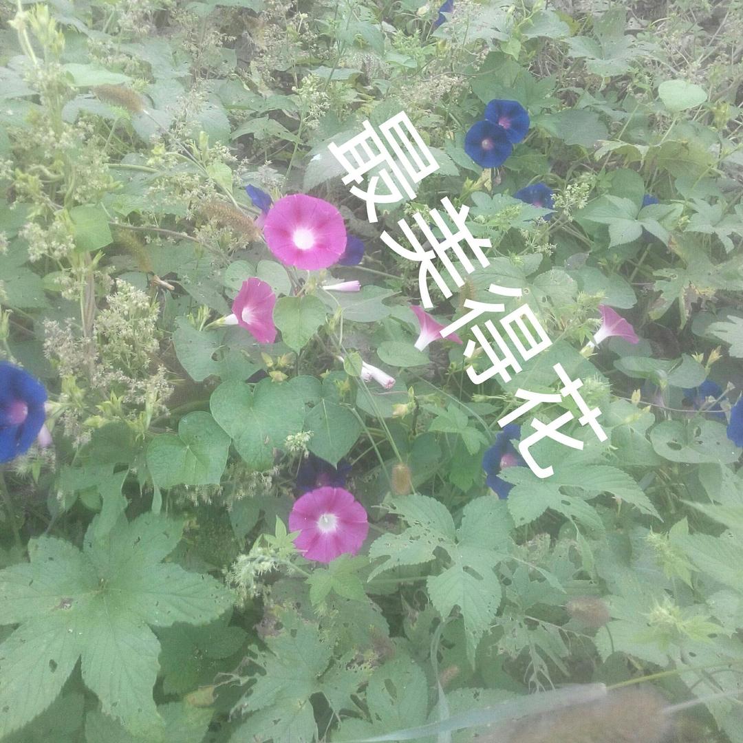 天马