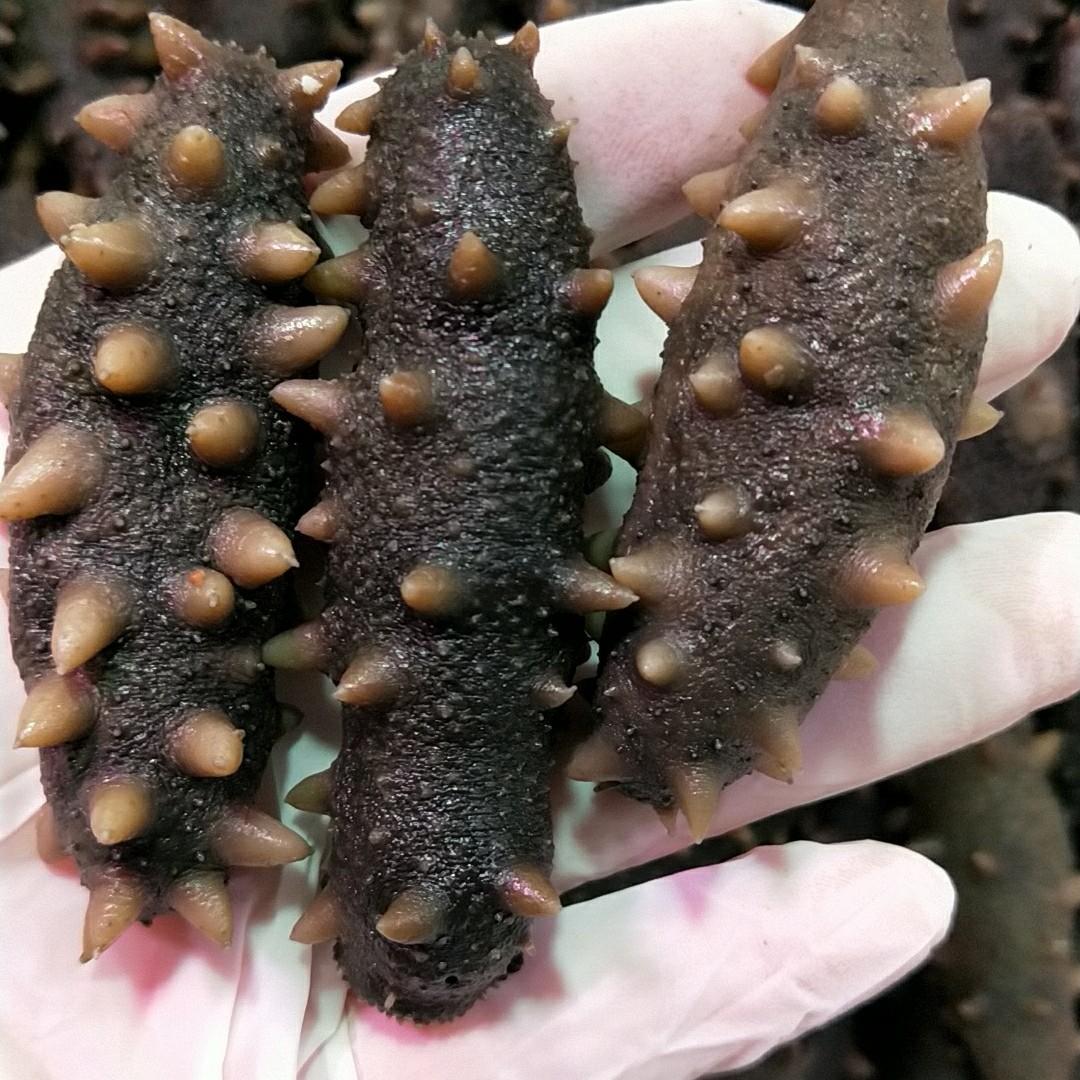 美美大连海参
