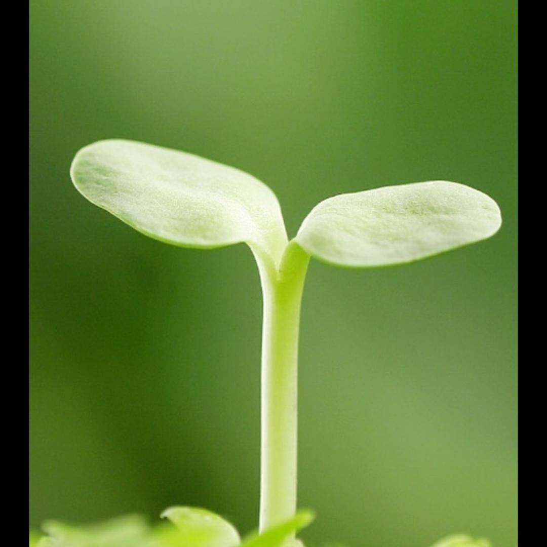 蔷薇