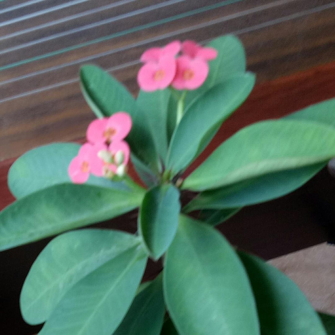 愫暮