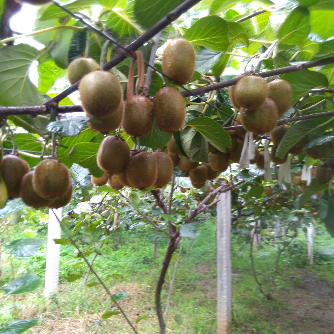 胡茬大叔