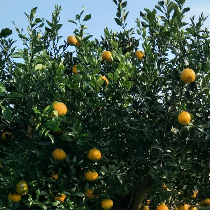 蒲江县瑞超家庭农场