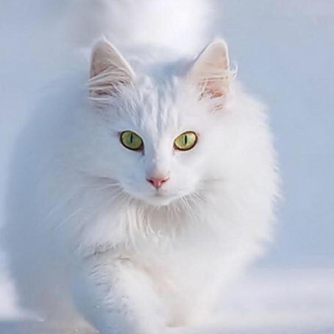 猫大人