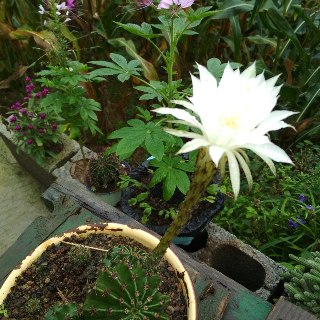 银菊，，，，，