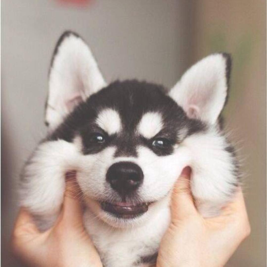 忧郁的哈士奇