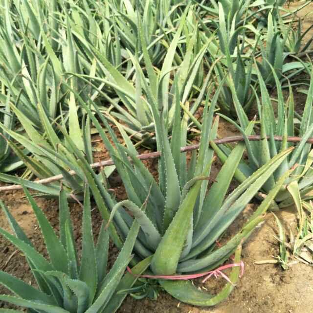 飞哥