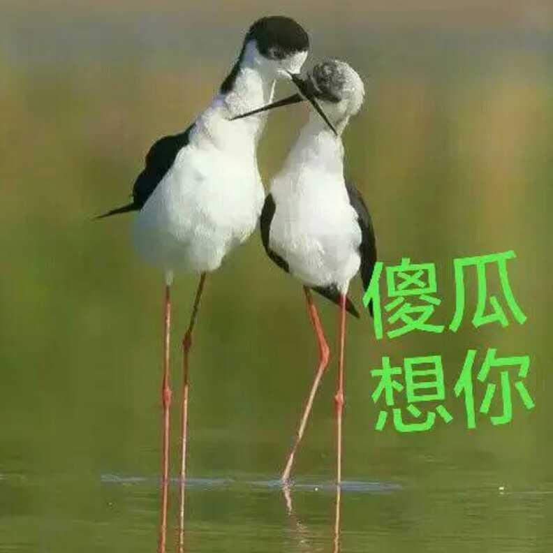门源良哥