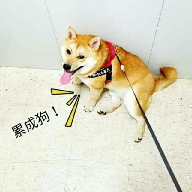 🌈🌈🌈🌈家有一只小王子