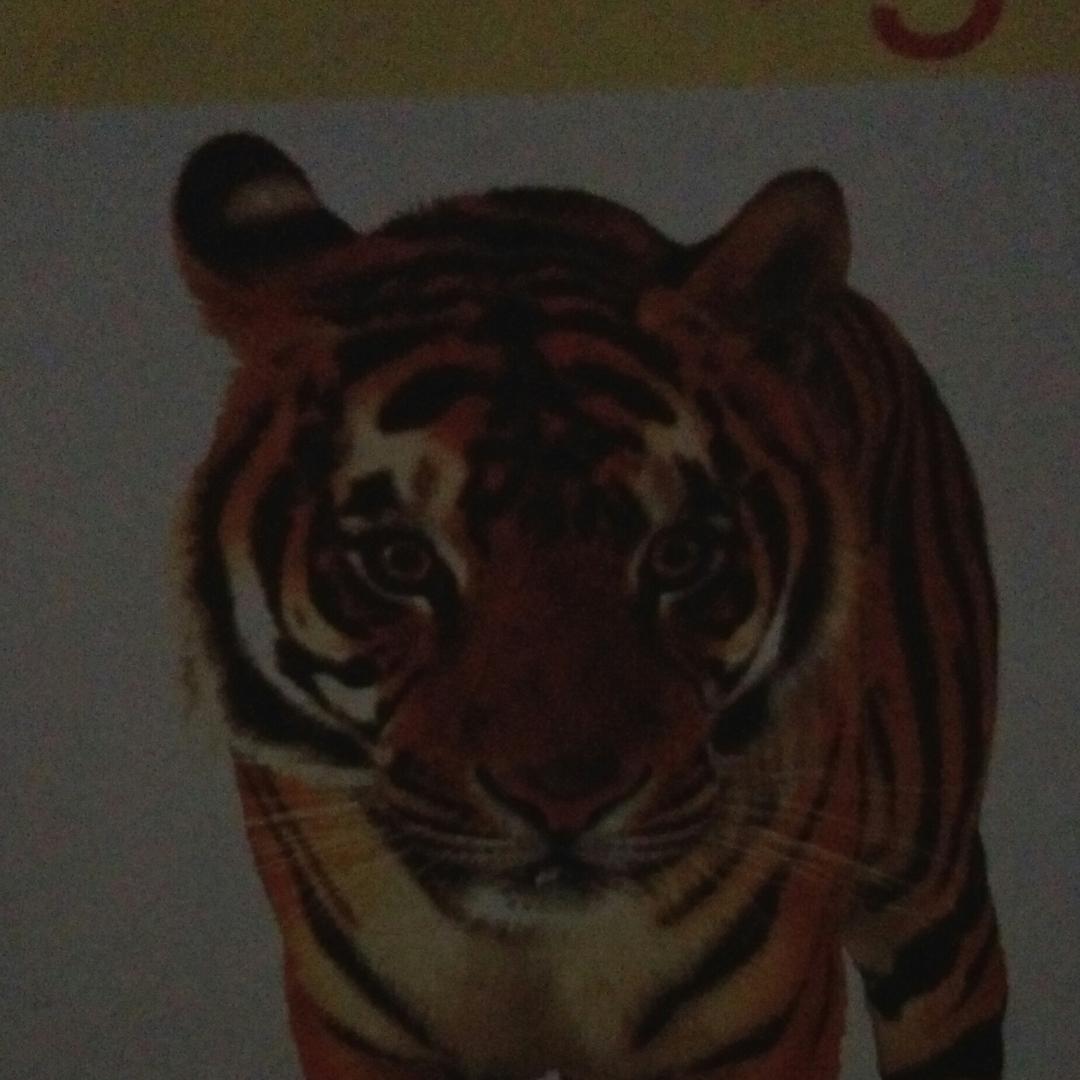 爱吃骨头的猫666