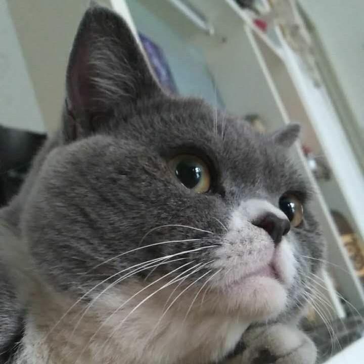 大脸猫~😽️