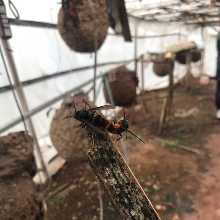 宜宾市叙州区黑盾胡蜂养殖专业合作社