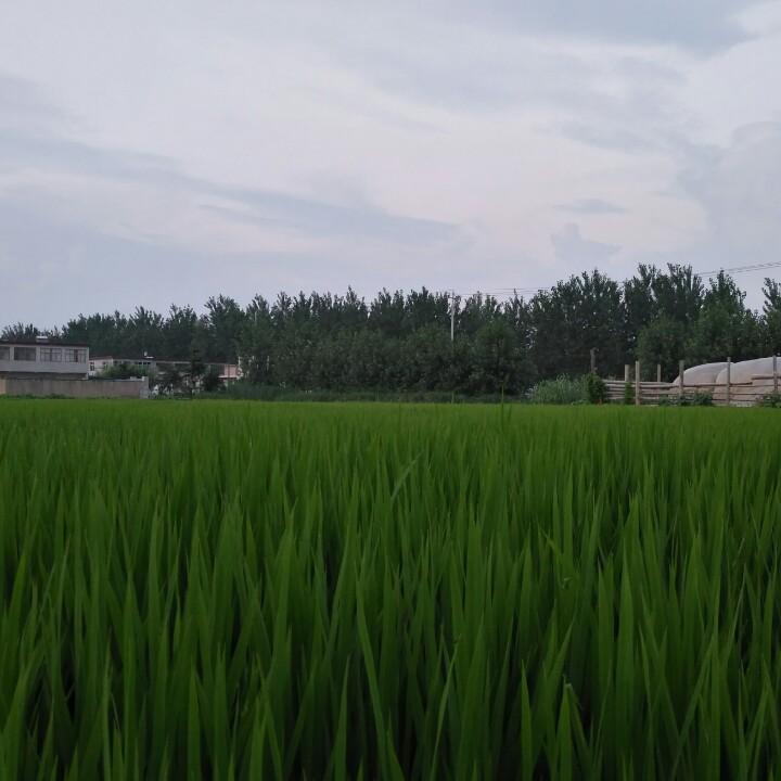 心如磐石