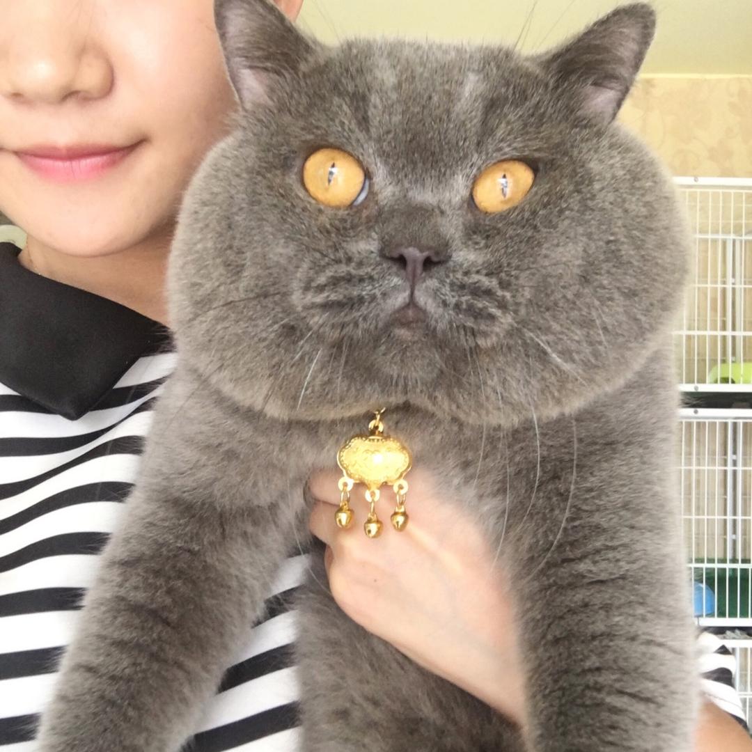 家有大脸猫大肥大白