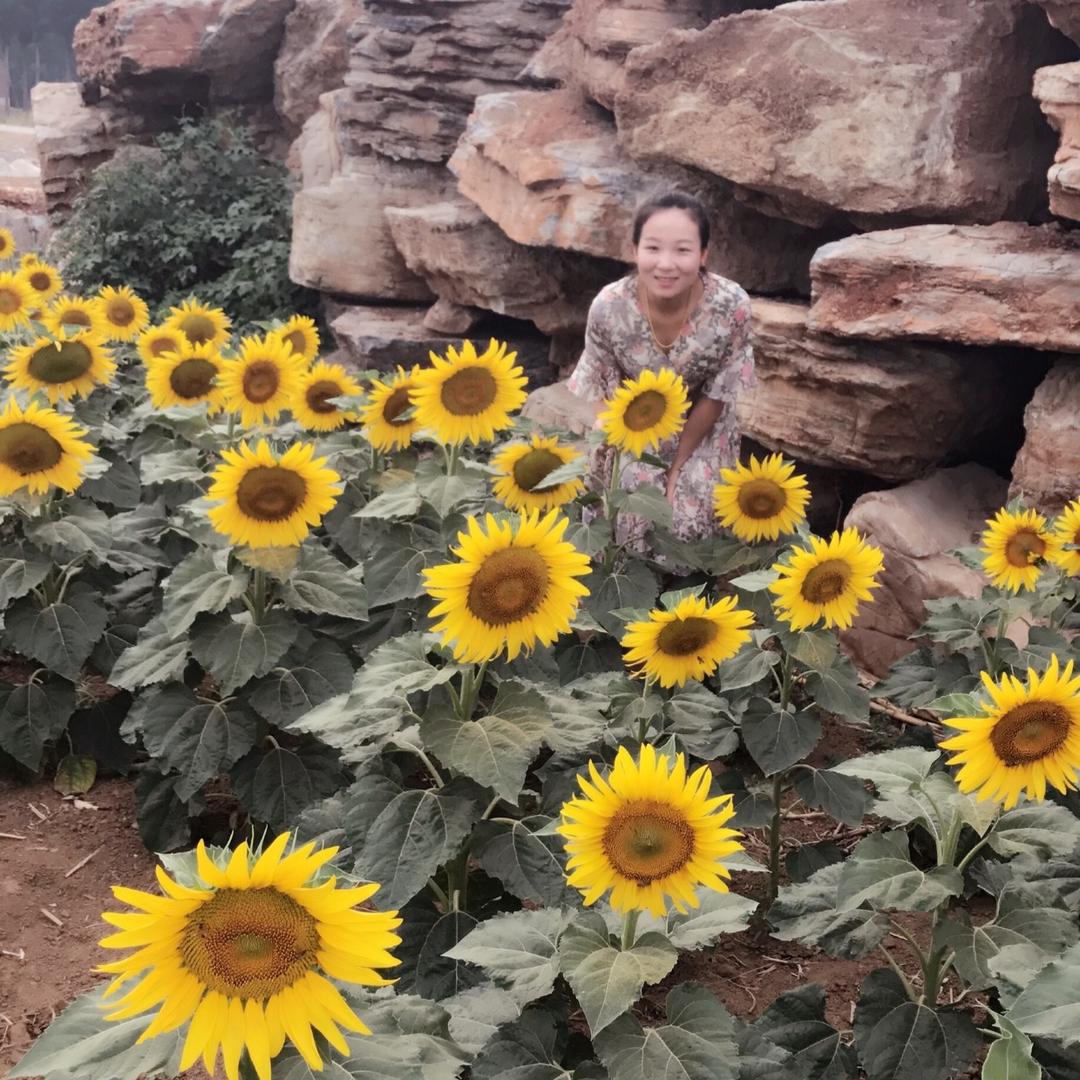 向日葵🌻