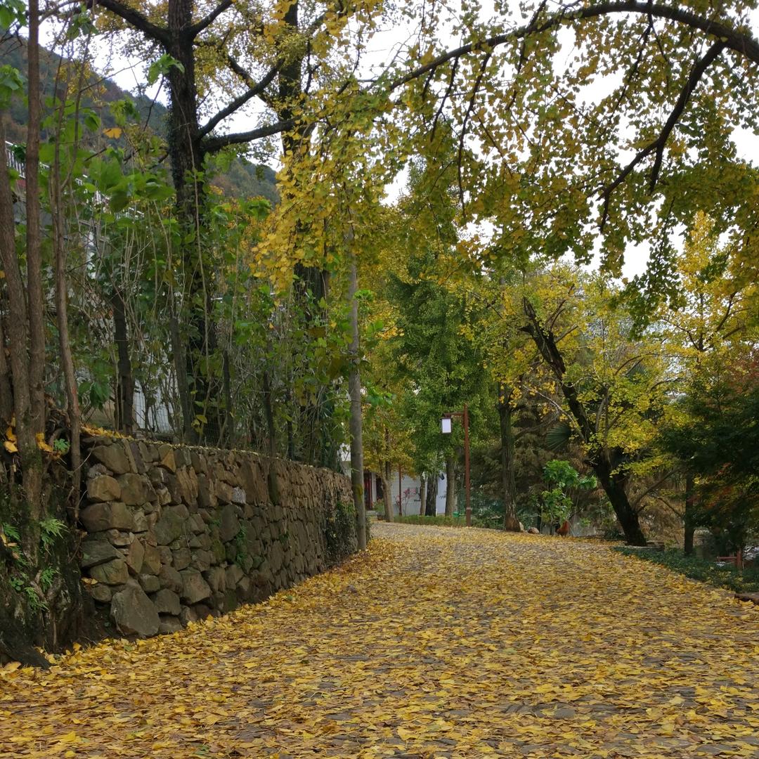 山哥