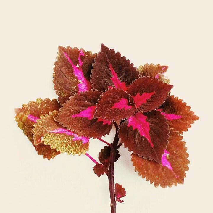 🍒奈叶🍂