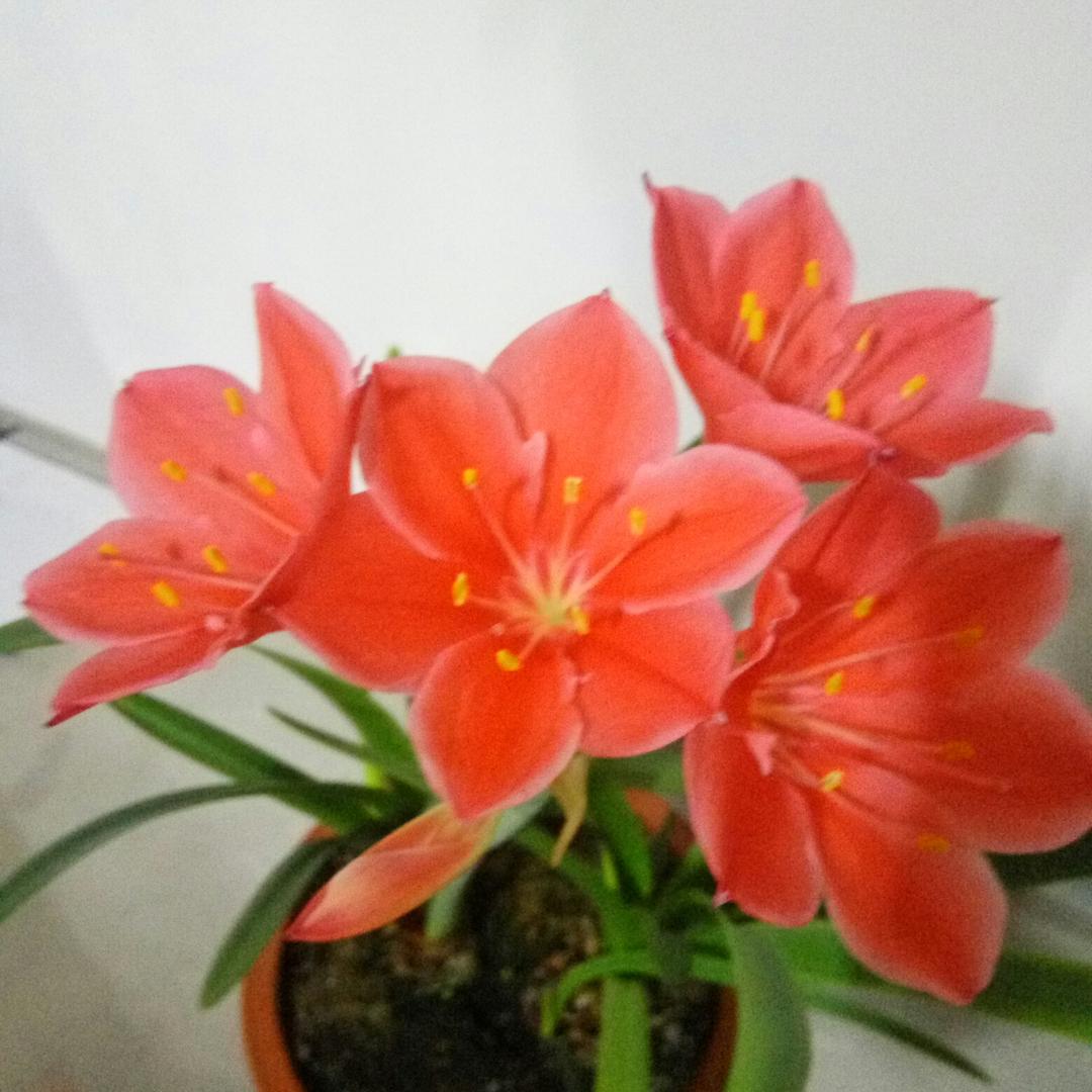 花开富贵满堂春👏