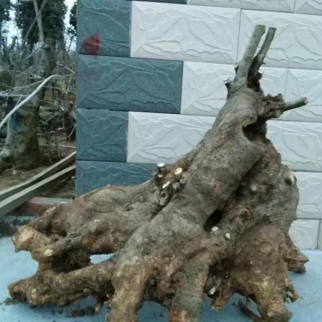 龚家园对节白蜡盆景园