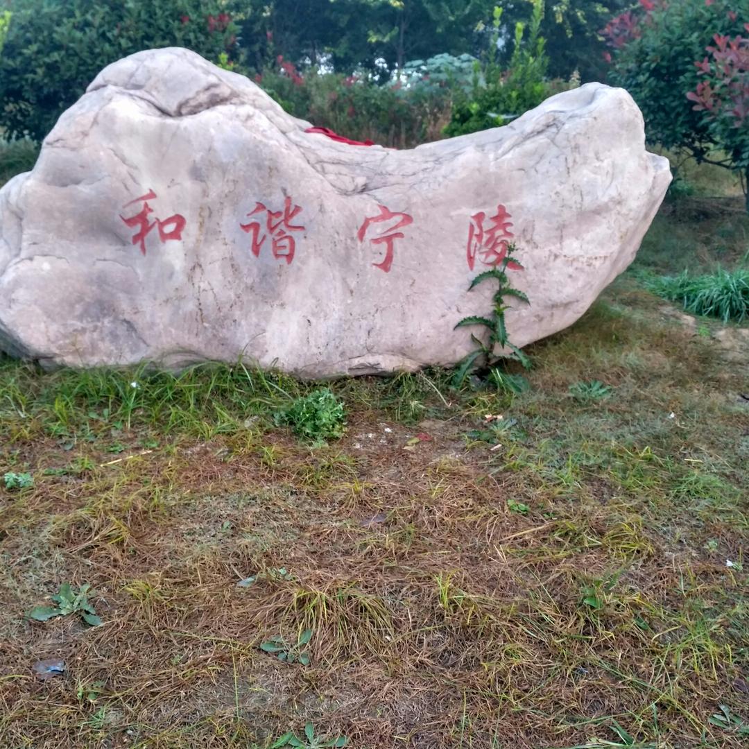 金顶酥梨，宁陵县