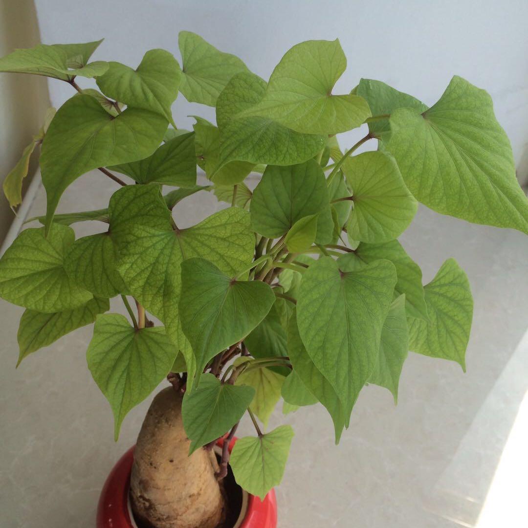 小酷奇和赵大山