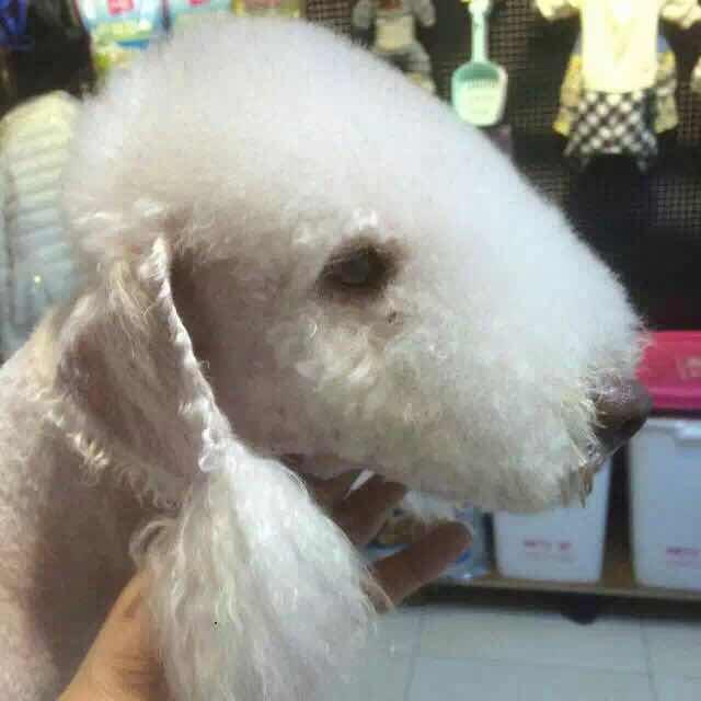🌻格桑花