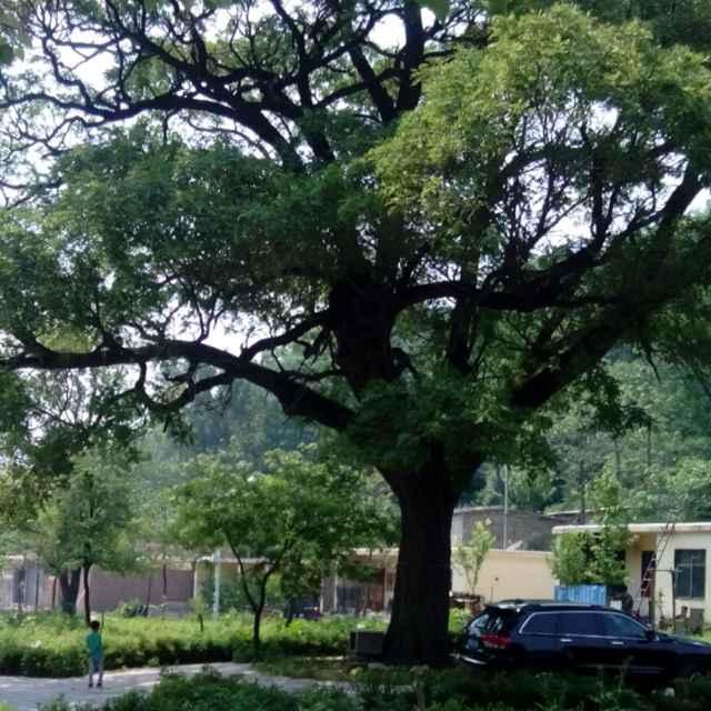燕北飞