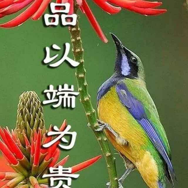 天山雪莲