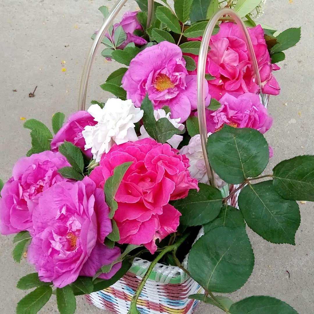 优雅yn