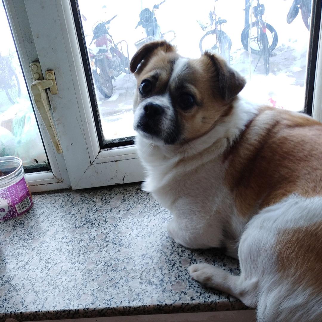 小豆子，就是逗。