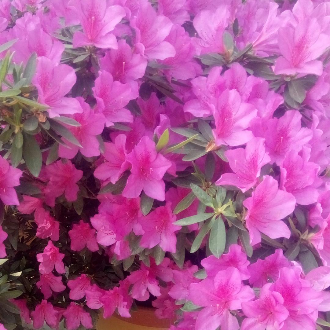 春暖花开1125
