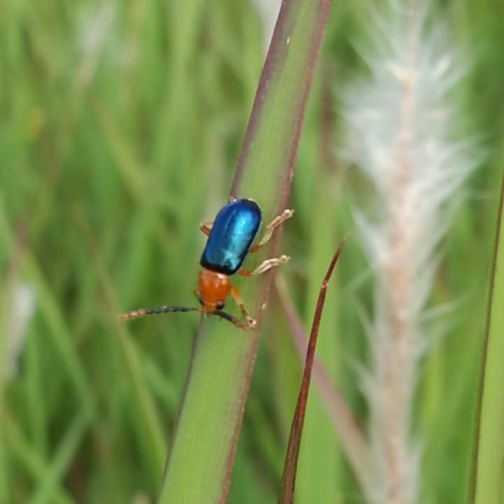老粥