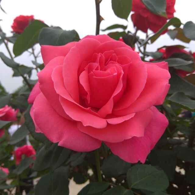 秀