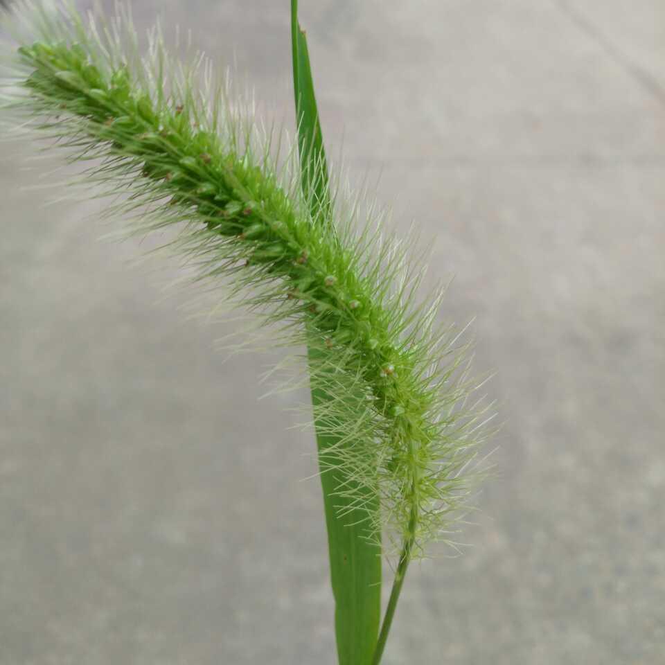 苹果