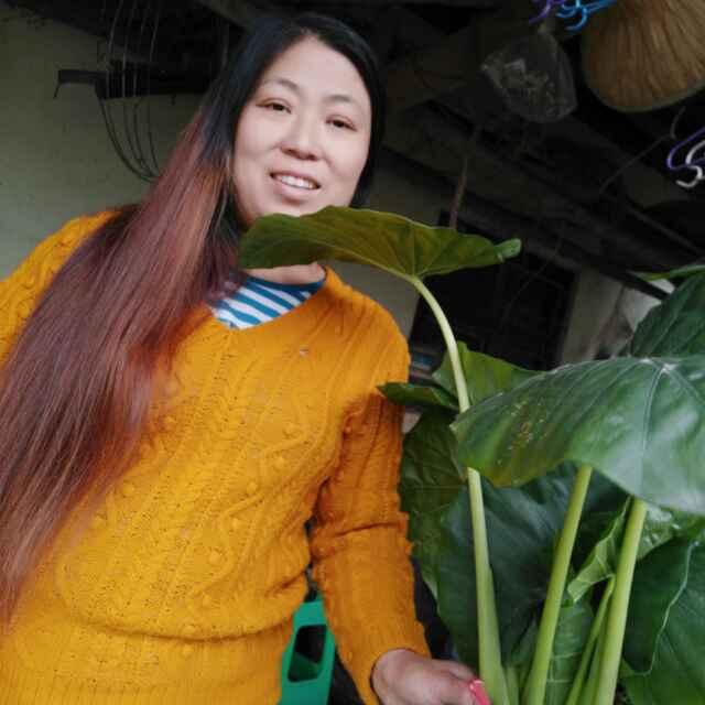 金凤凰金弹子