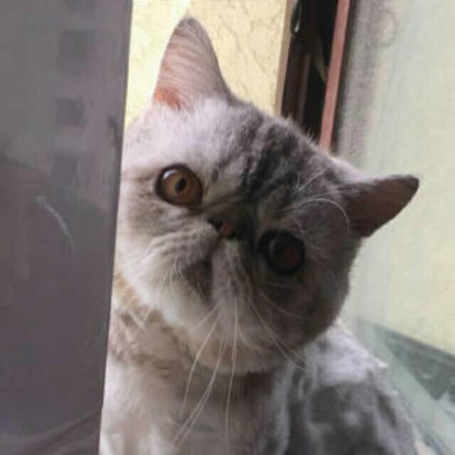 俊世科客