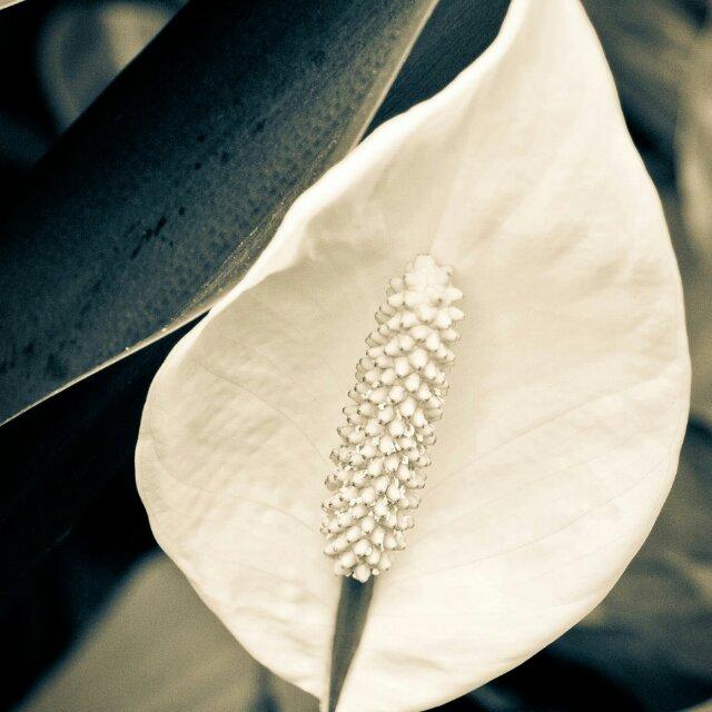 锦尚
