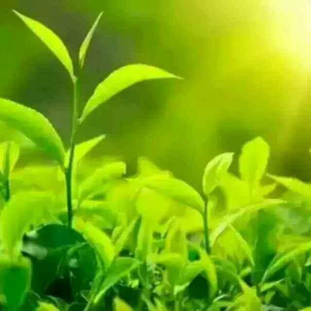逝去的记忆