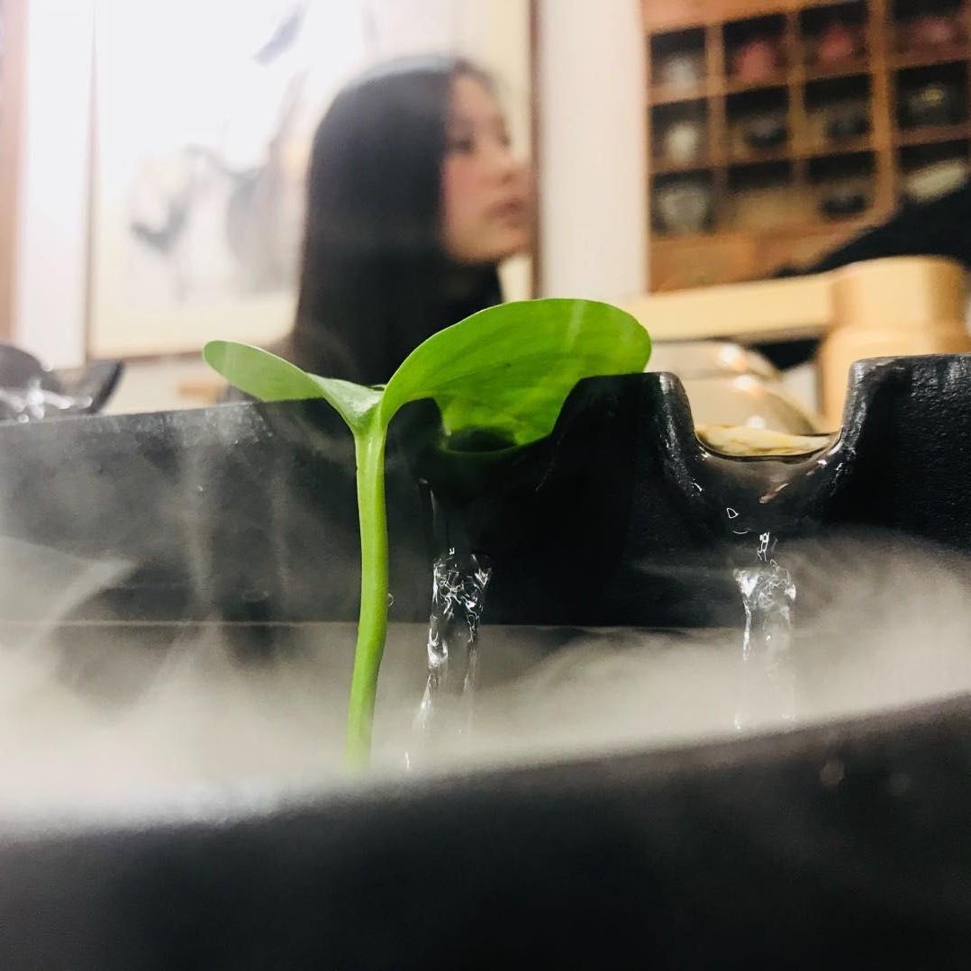 茶言茶语。