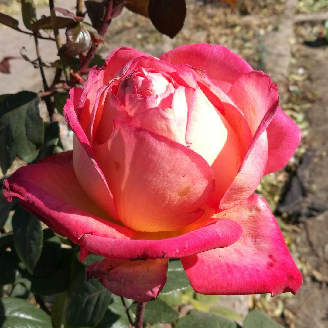 年少如玫瑰🌹