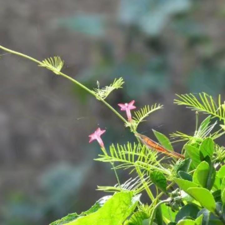 风
