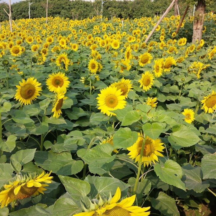 野草