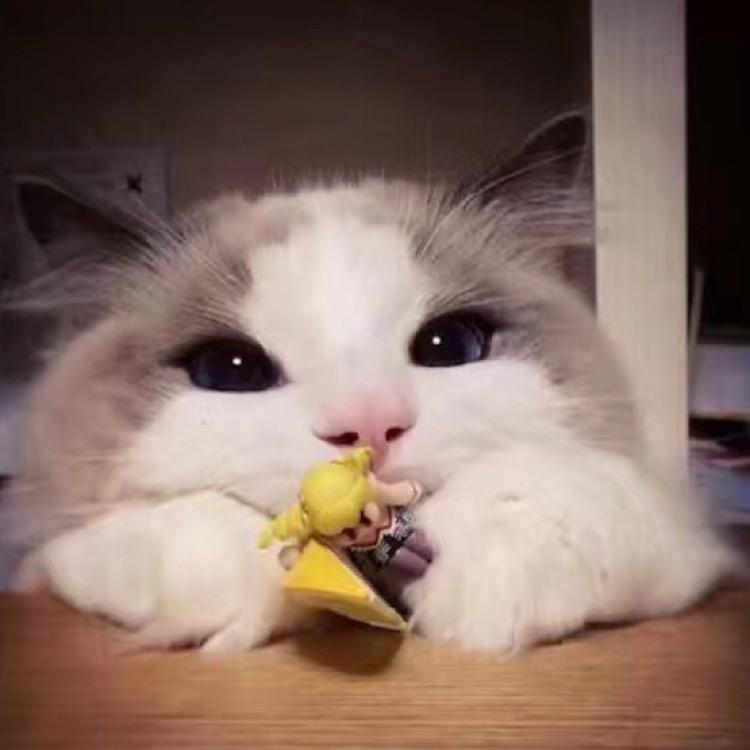 猫猫嘟嘟