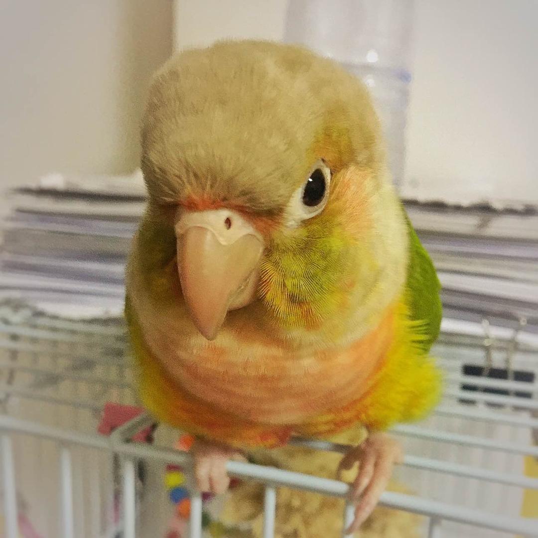 多比