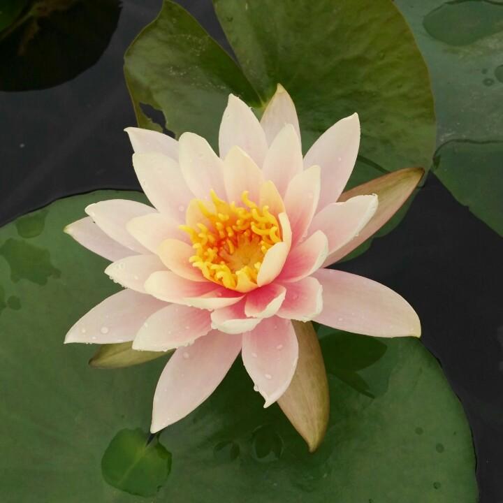 莲