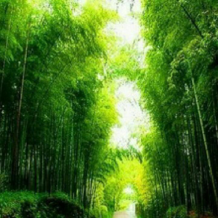 凤凰涅磐
