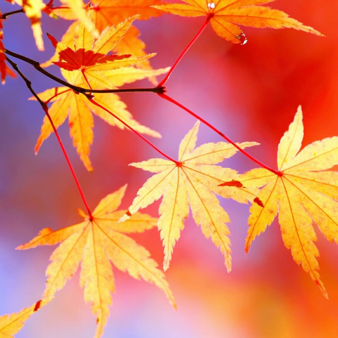 石膏板装饰施工，