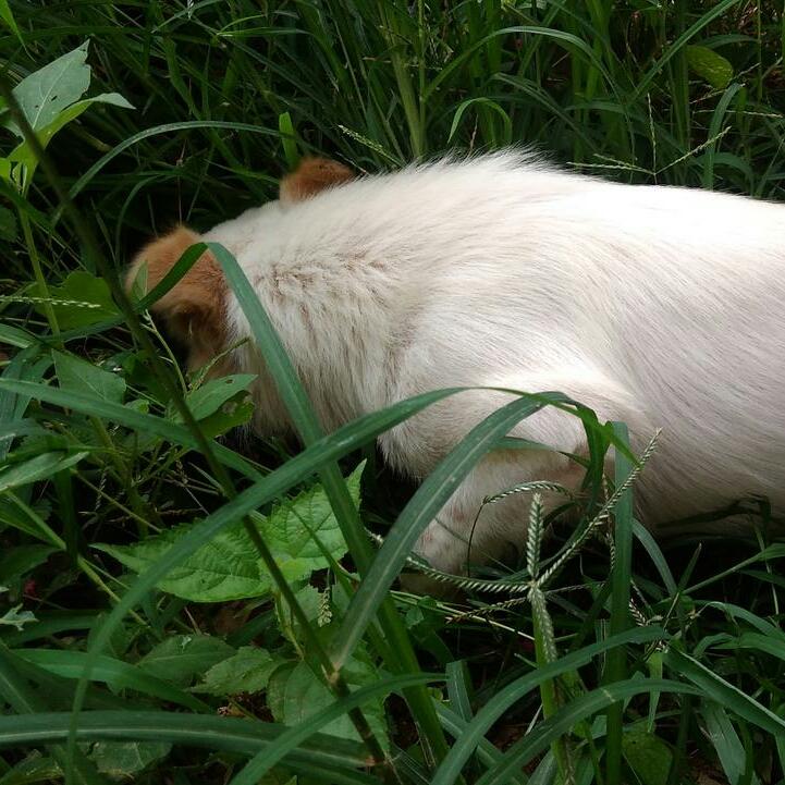 我们的狗狗叫豆豆